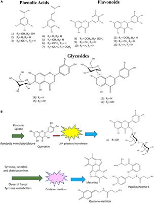 Insects as source of phenolic and antioxidant entomochemicals in the food industry